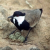 Spurwinged plover 