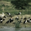 Uganda Water Birds