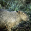 Capybara_ab