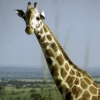 Giraffe_ab